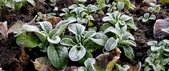 Vårsalat – grøn hele vinteren
