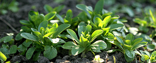 Vårsalat