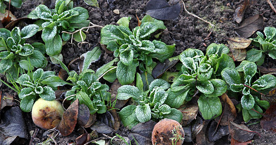 Vårsalat i december