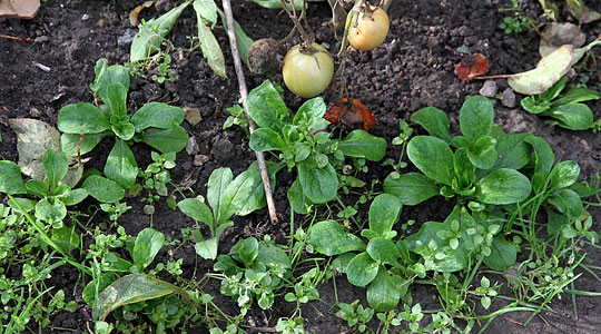 Selvsået vårsalat