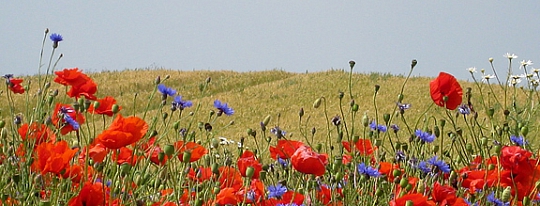 Blomster i kornmark