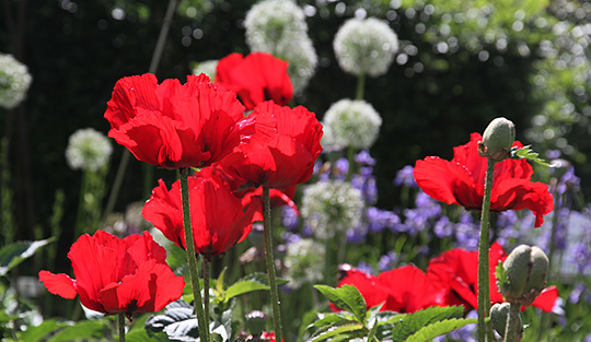 Valmuer, prydløg og sibirisk iris