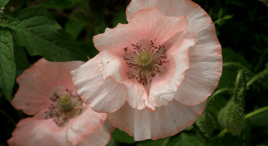 Sommerblomster og valmuer