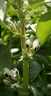 Valske bønner i blomst