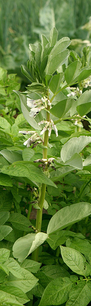 Hestebønner i blomst