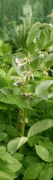 Hestebønner i blomst