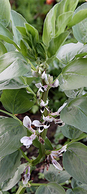 Valsk bønne i blomst i november