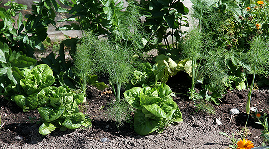 Vandet bed med knoldfennikel og salat