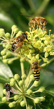 Vedbend og insekter