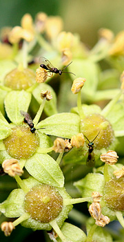 Insekter i vedbendblomster