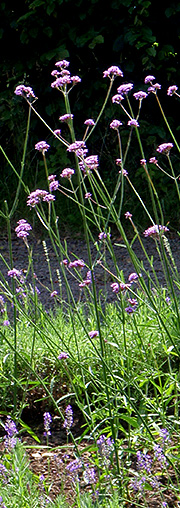 Verbena bonariensis