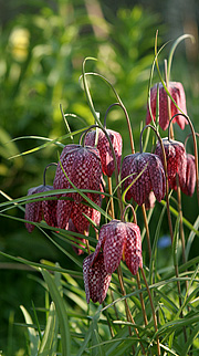 Vibeæg i blomst i april