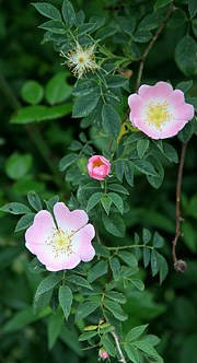 De vilde roser blomstrer til sankthans