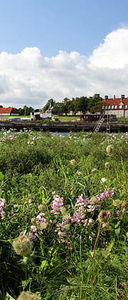 Vild flora på Refshaleøen