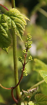 Knopper på vin