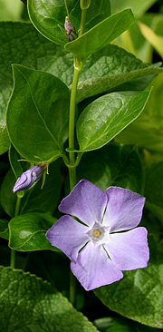 Vinca