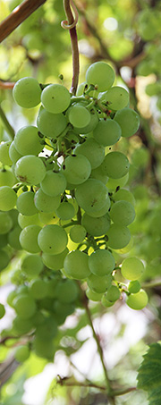 Vindruer