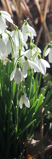 vintergækker i blomst