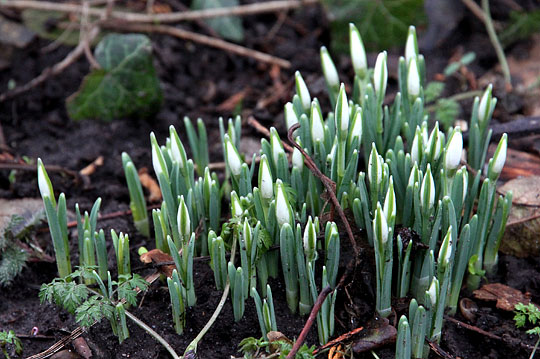 Vintergækker først i februar