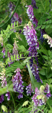 vintervikken har smukke blomster