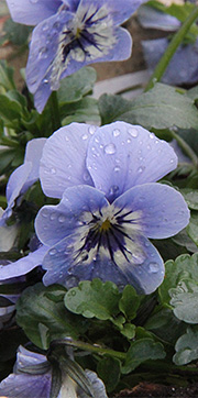 REgn og hornvioler