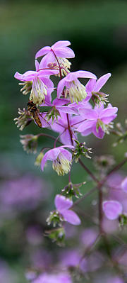 Violfrøstjerne Thalictrum delavayi