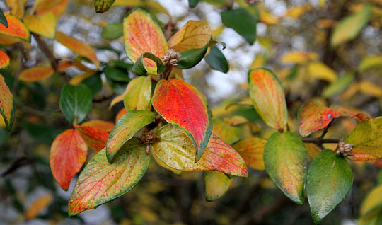 Viburnum carlesii