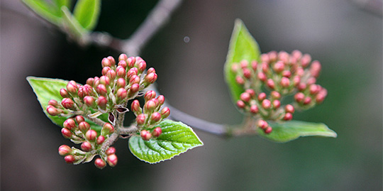 Duftsnebolle – Virburnum carlesii