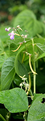 Voksbønner i blomst i september