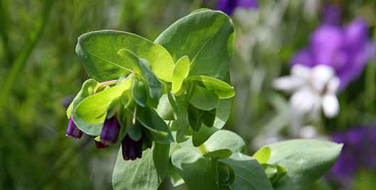 Voksurt er en lidt anderledes sommerblomst.