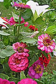 Zinnia