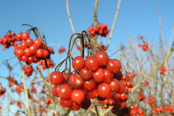 Ulvsrøn, Viburnum opulus.