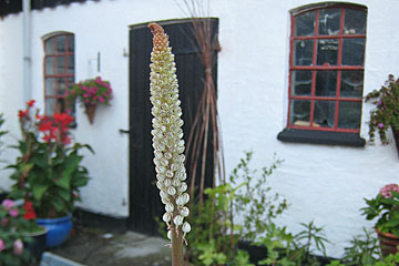 Urginea maritima