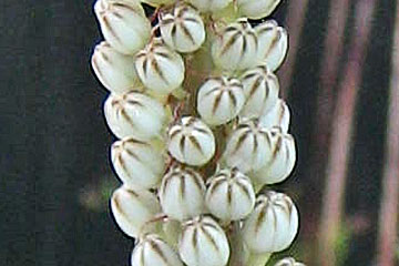 Urginea maritima