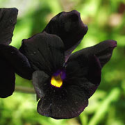 Viola cornuta ‘Molly Sanderson’