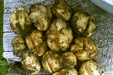 Vækstrevner i kartoffel.