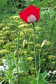 Valmue, Papaver somniferum ‘Dannebrog’