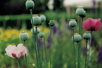 Valmue, Papaver somniferum