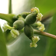 Hunblomster på valnød.