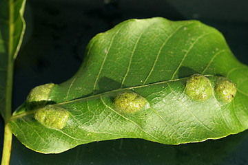 Valnøddeblad med filtgalmider