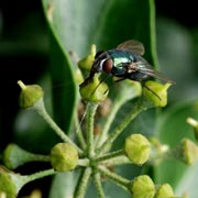 Vedbendblomst med flue