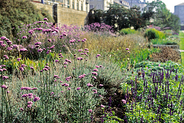 Verbena bonariensis er flot i efterårets blomsterbed. Her i Kongens Have. Den hedder på dansk kæmpej