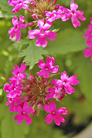 Verbena canadensis kaldes på dansk nordamerikansk verbena.