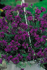 Verbena speciosa ‘Imagination’ er rigtig god som ampelplante.