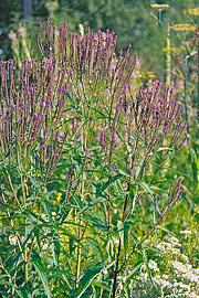 Verbena hastata har blomsterne voksende op ad et aks. Den hedder på dansk spydjernurt.