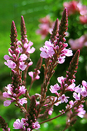 Verbena hastata ‘Pink Spires’.