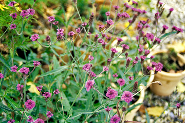 Verbena rigida