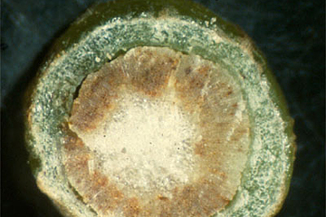 verticillium kransskimmel