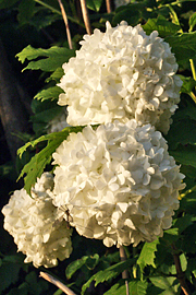 Viburnum opulus ‘Sterile’