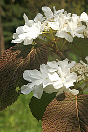 Viburnum furcatum er en art af kvalkved